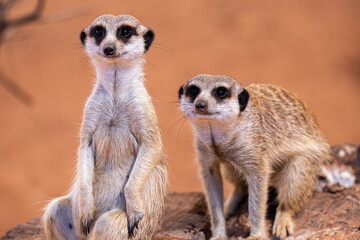 Fototapeta premium two meerkats