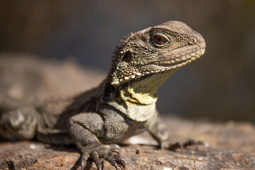 lizard profile