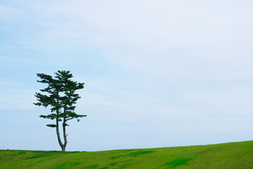 一本の松の木と緑の河川敷、宮城県仙台市避難の丘付近/A lone pine tree...