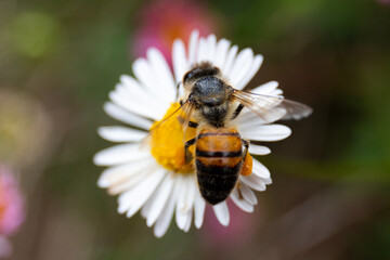 bee close up