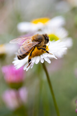 bee macro