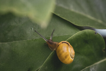  grove ribbon snail crawls over a large green leaf