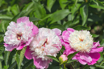 Peony grassy 