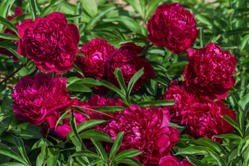 Herbaceous peony Burma. The bud is large, dark cherry color.