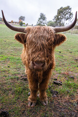 scottish highland cow head