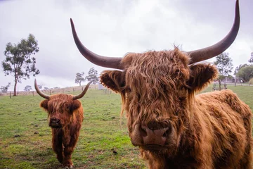 Cercles muraux Highlander écossais highland cows in field