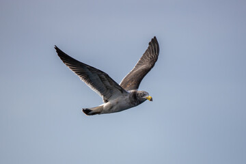 bird in flight