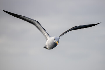 bird in flight