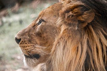 Obraz na płótnie Canvas lion head profile