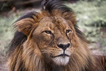 Fototapeta na wymiar majestic lion