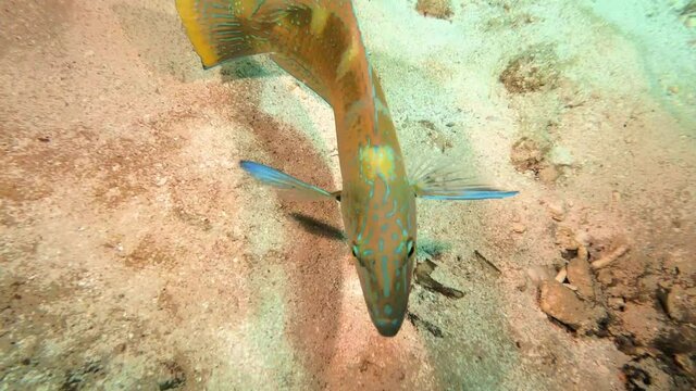 Puddingwife wrasse swimming over sandy sea surface near Constellation Montana Wrecks in Bermuda reef