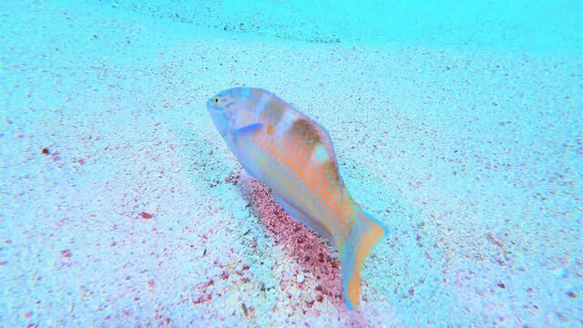 Puddingwife wrasse wandering over sandy ocean surface near coral reef in Bermuda Wreck