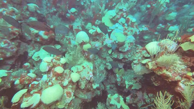 Flock of blue chub fish swimming over coral reef at Eastern Bluecut - handheld underwater shot