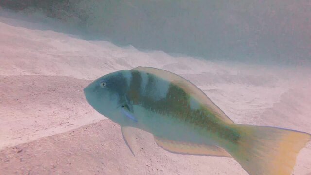 Close up view of Puddingwife fish swimming over sandy coarse near Mary Celeste Shipwreck