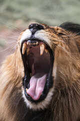 lion teeth