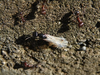Ant