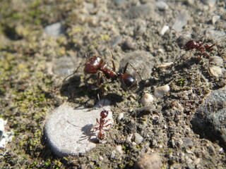 Ant