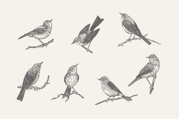 Set with birds. Black and white.