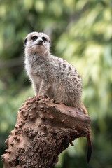 Fototapeta premium meerkat on a log
