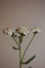 White flower blossom close up background achillea millefolium family compositae high quality big size print © BakalaeroZz