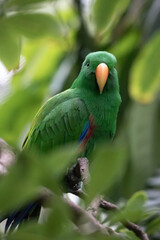 green parrot in tree
