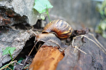 Snail animal life crawling on the wood in nature, find some food  among the sunshine and beauty shape