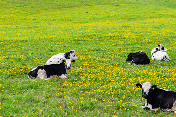 Fototapeta premium Black and white cows in a grassy field on a bright and sunny day. Cows lying on green grass.Rural farmer concept.