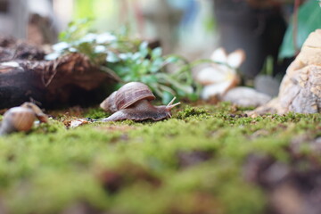 Snail life in nature on green grass crawling find some food with green background and text space.