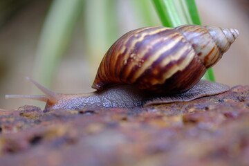 Snail life on the brick crawling find some food and blur green leaf background in the garden