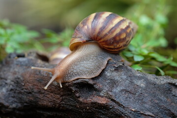 Snail animal life crawling on the wood with grass eat some food and green background.