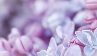 Obraz na płótnie Canvas Abstract floral background, blooming branch, purple terry Lilac flower petals. Macro flowers backdrop for holiday brand design. Soft focus