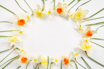 Frame made of beautiful daffodils on white background