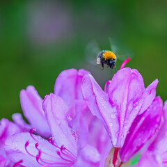 Flying bumblebee and pink rhododendron flower petals with dew drops. Flower background