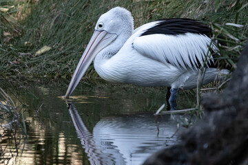 pelican fishing