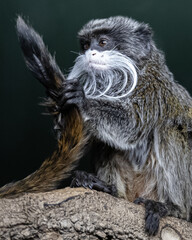 tamarin inspecting tail