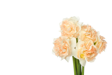 Bouquet of beautiful narcissus flowers on white background, closeup