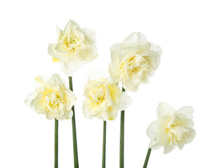 Fototapeta na wymiar Beautiful narcissus flowers on white background