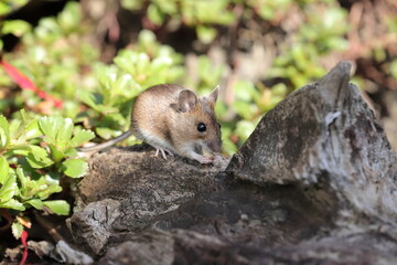 Mouse looking for food in the garden 