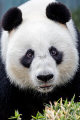 Fototapeta premium panda face