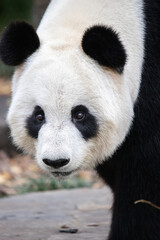 panda looking