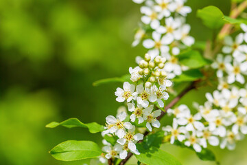 Cherry blossoms on a green background. Selective focus.