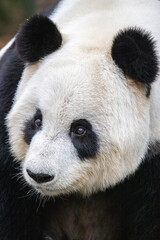 Fototapeta premium panda head 2