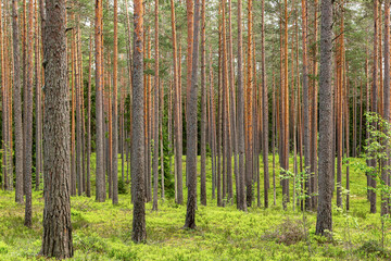 Pine forest on a sunny day. Selective focus. Background image.