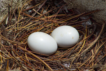 Nido de palomas con huevos