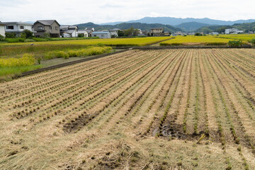 稲刈りが終わった田んぼ