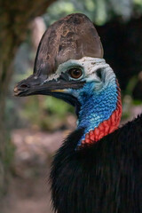 cassowary head