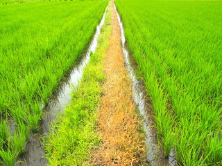 梅雨入り前の畦道と青田風景