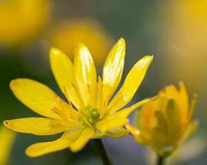 Eine gelbe Blume erstrahlt in der Sonne!