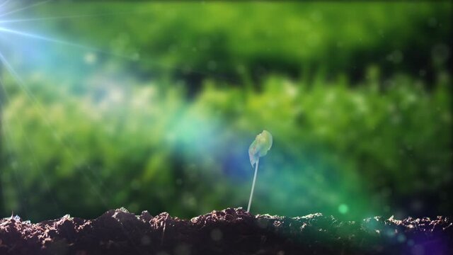 Grass sprouts to absorb sunlight and rain