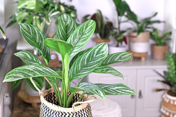 Tropical 'Aglaonema Stripes' houseplant with long leaves with silver stripe pattern in basket...